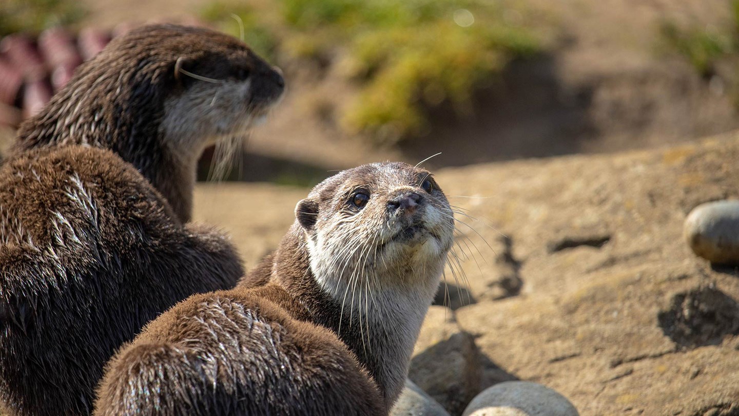 Two otters, with one looking at the camera 