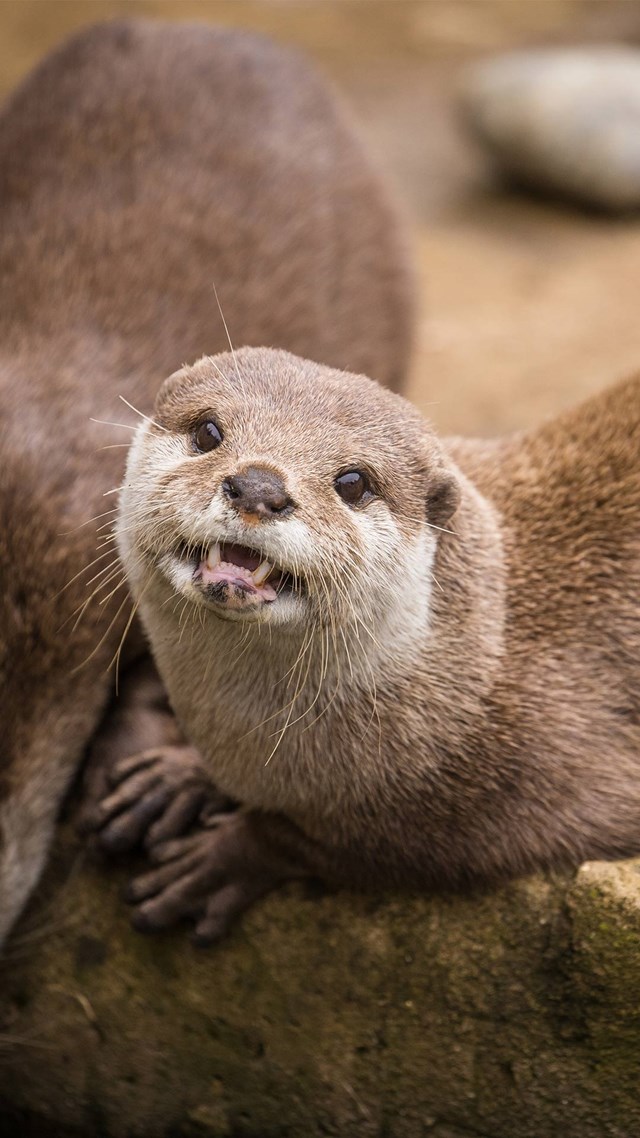 Otter looking towards camera