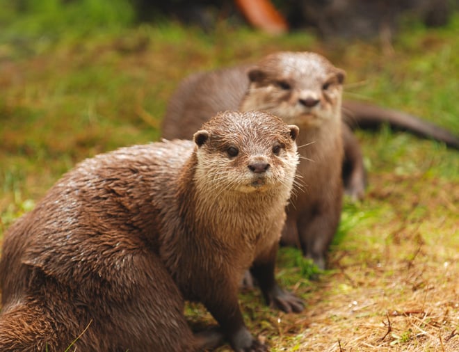 Two otters stand together on grass