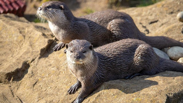 Kovu and Beatrix the Asian short-clawed otters at Woburn Safari Park