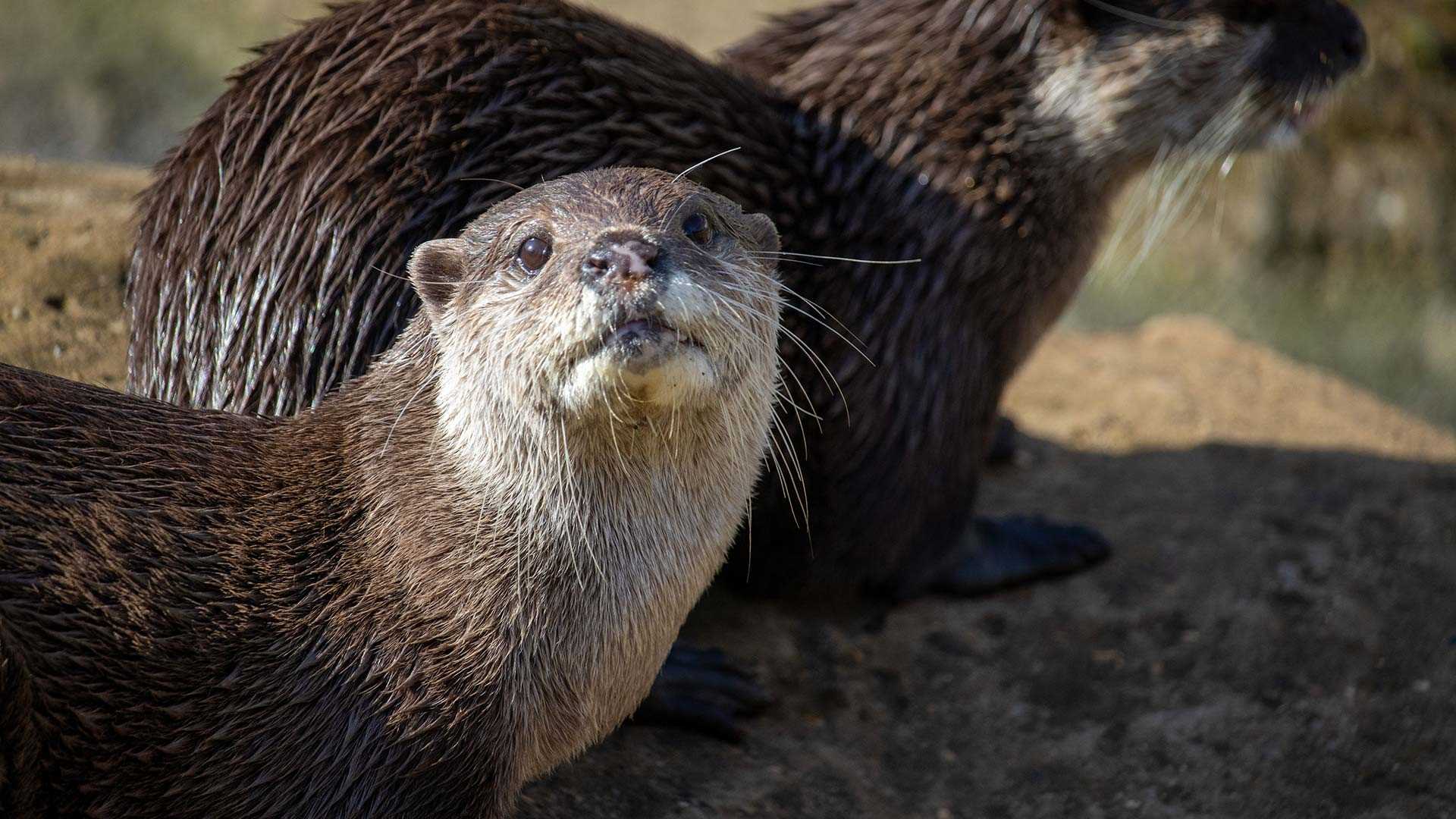 Kovu and Beatrix the Asian short-clawed otters at Woburn Safari Park