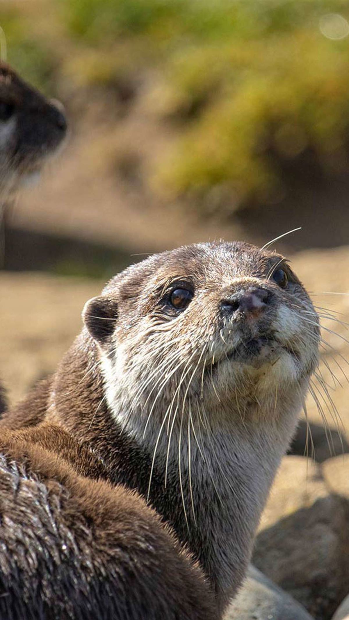 Image of otter looking at camera cropped for web mobile portrait 1080x1920