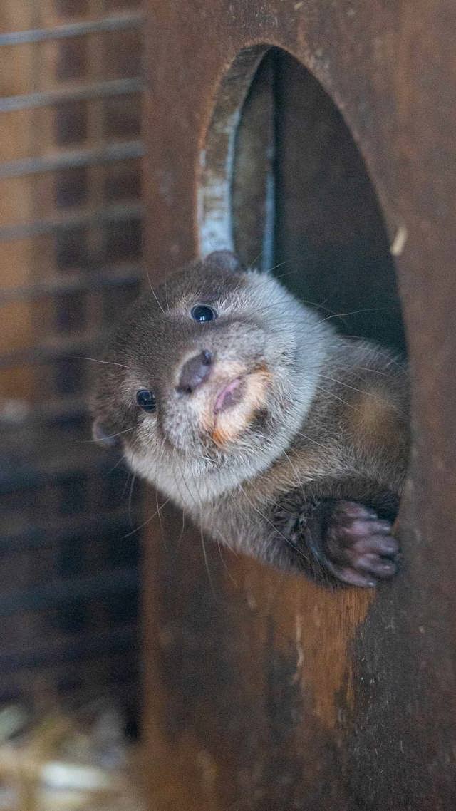 Image of otter looking out of bed mob portrait 1920x1080