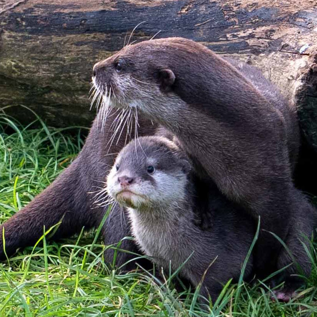 Image of otter pup and mum web 1080x1080