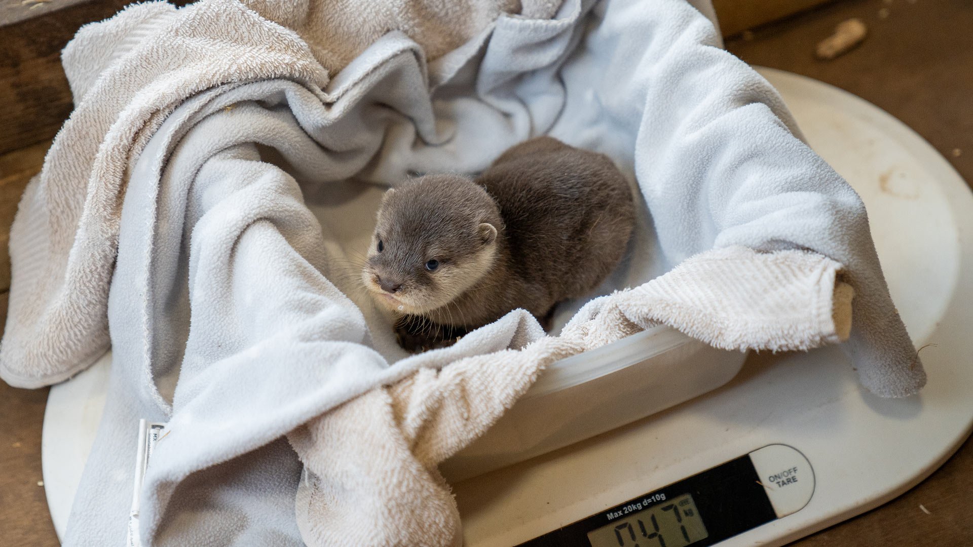 Otter Pup weigh in during health check