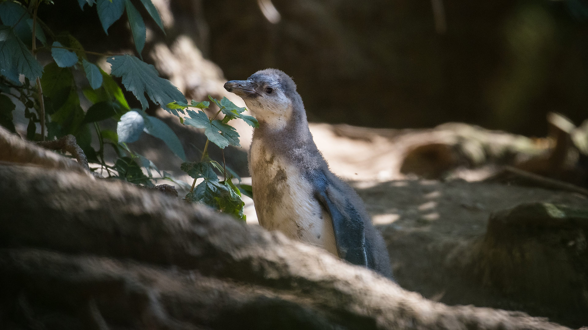 Penguin chick standing in the shade
