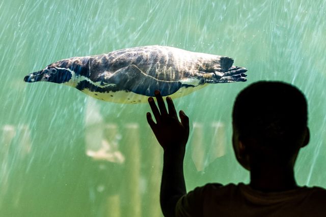 Image of boy and penguin viewing window