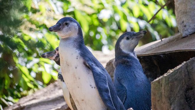 Humboldt penguin chicks Sprout and wasabi coming out of burrow