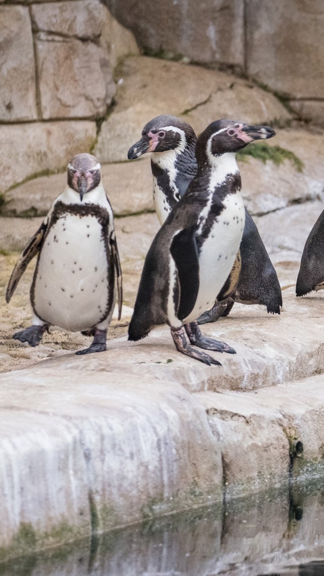 Penguin colony at Woburn Safari Park