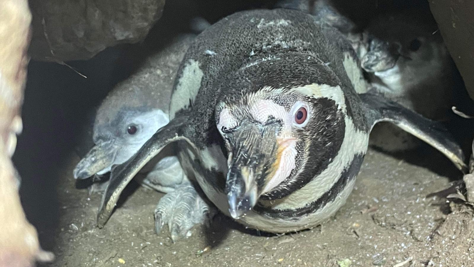 Penguinchicks_weblandscape.jpeg