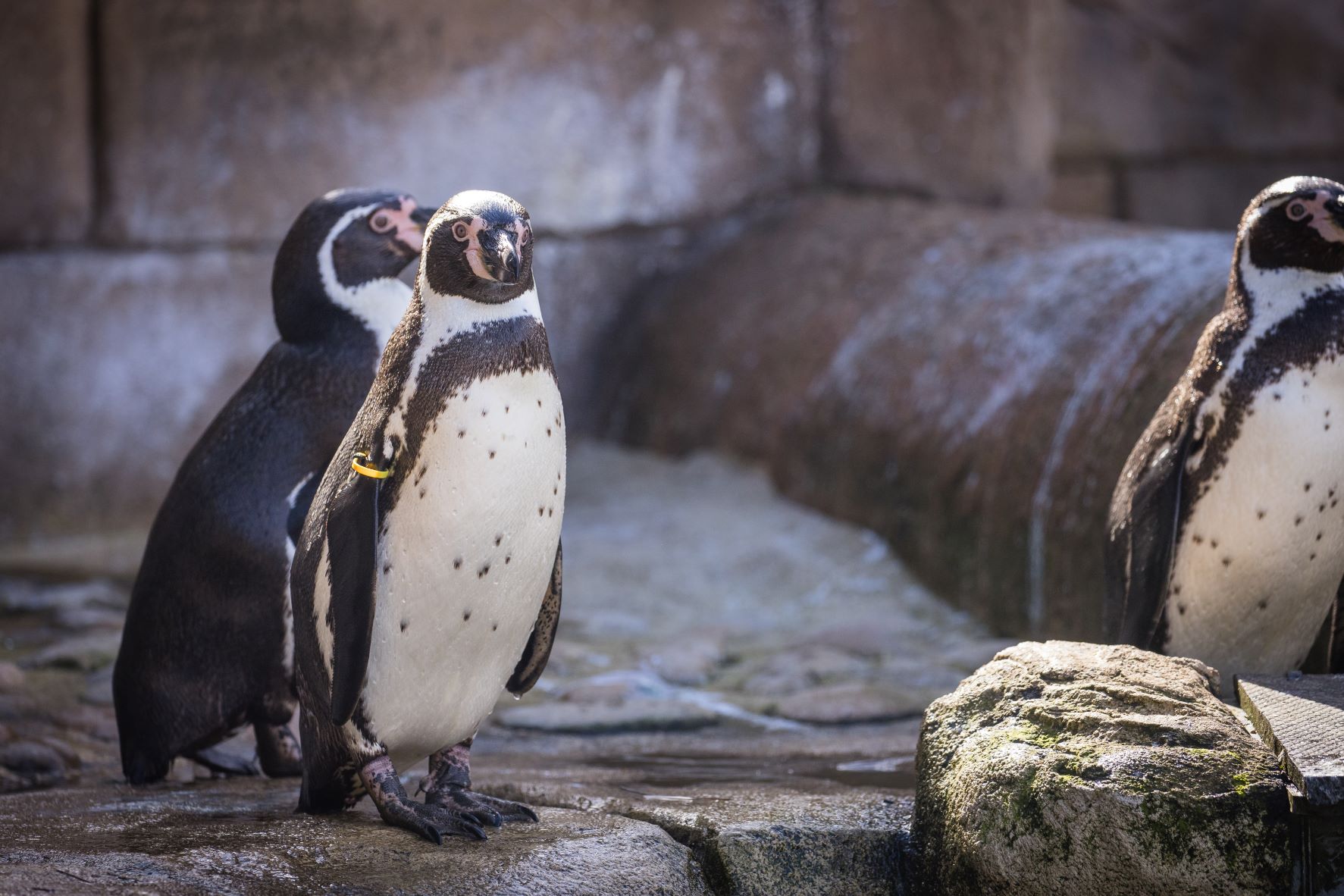 Three new humboldt penguins arrive at Woburn Safari Park.jpg