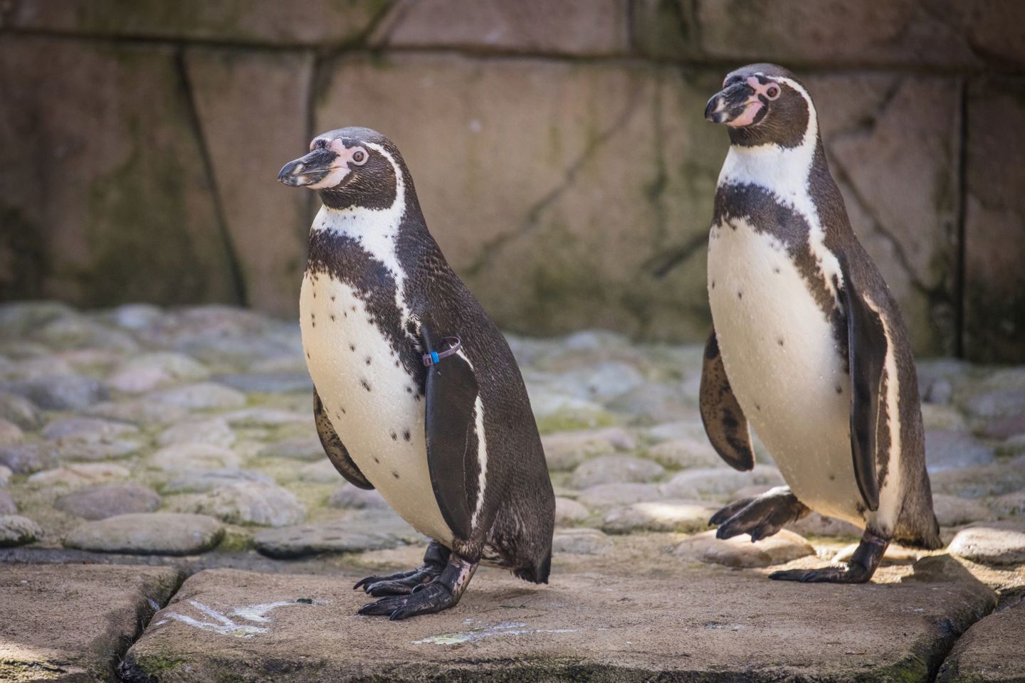 Two penguins walk across rocky ledge