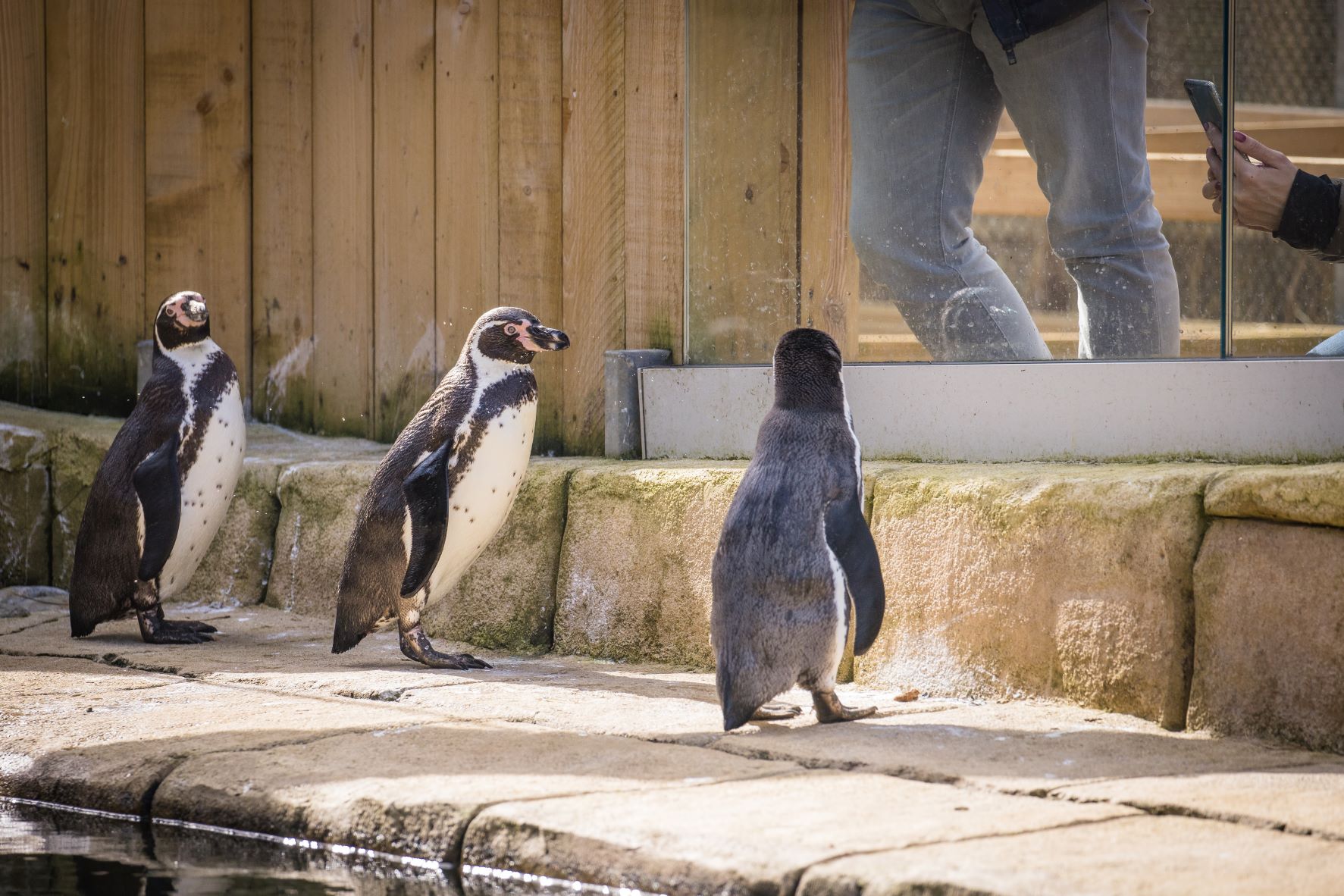 Visitors meeting the three new humboldt penguins.jpg