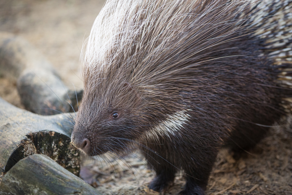 Image of porcupine wsp dec 2016 12