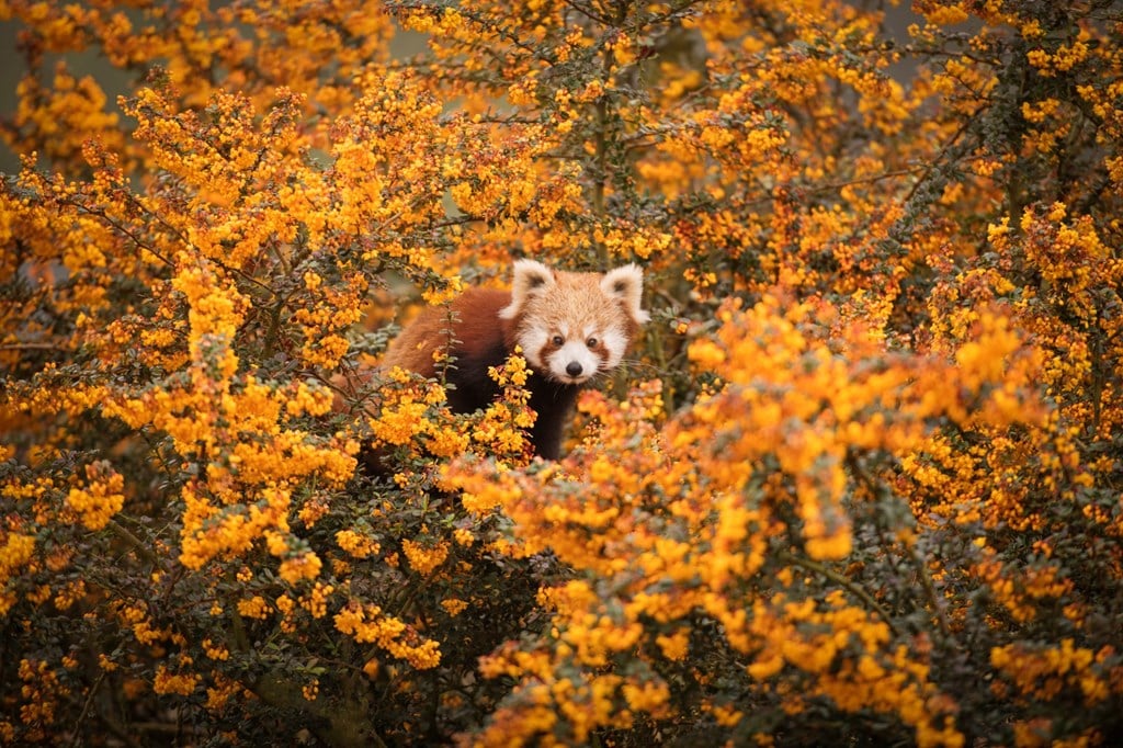 Red Panda Network | Woburn Safari Park