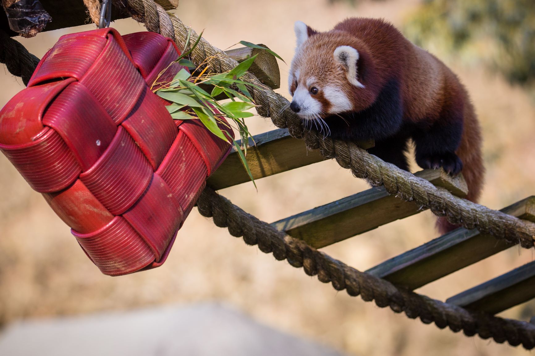 Sanka the red panda with Valentine's enrichment.jpg