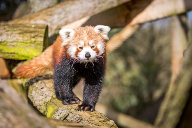 Red panda walks along log beam