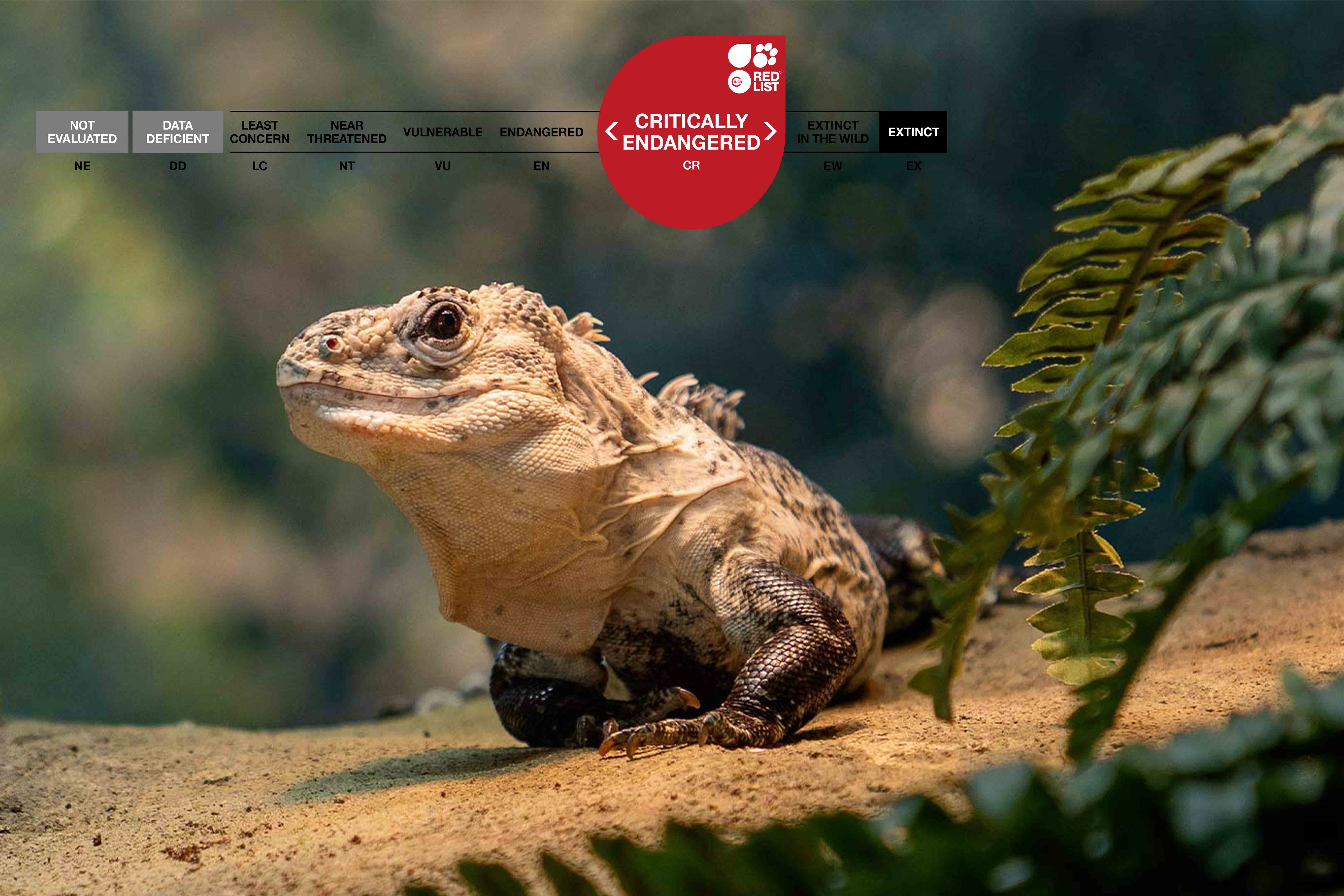 Kev the Utila spiny-tailed iguana labelled critically endangered on the ICUN Red List