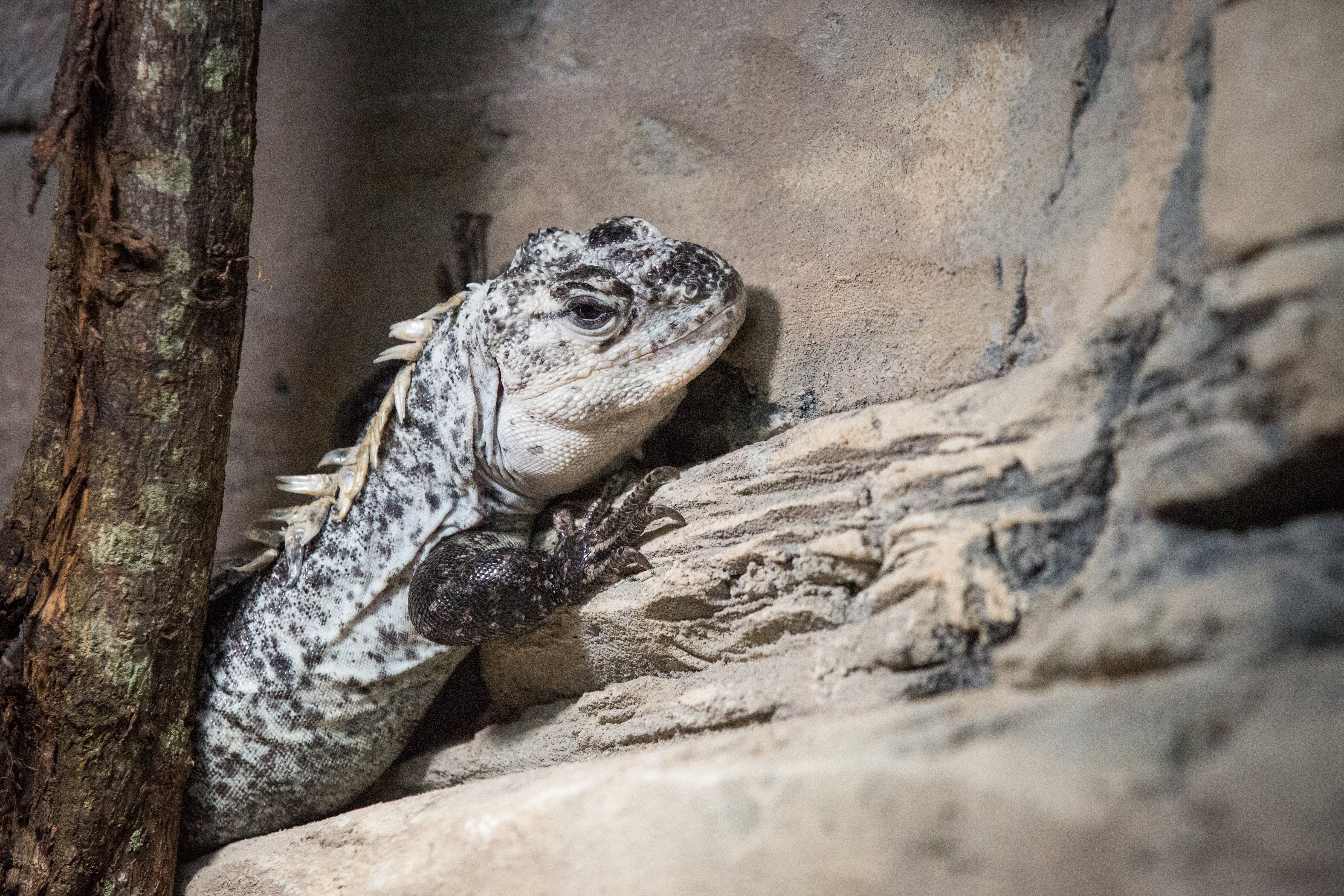 Utila spiny tailed iguana rests on dead wood