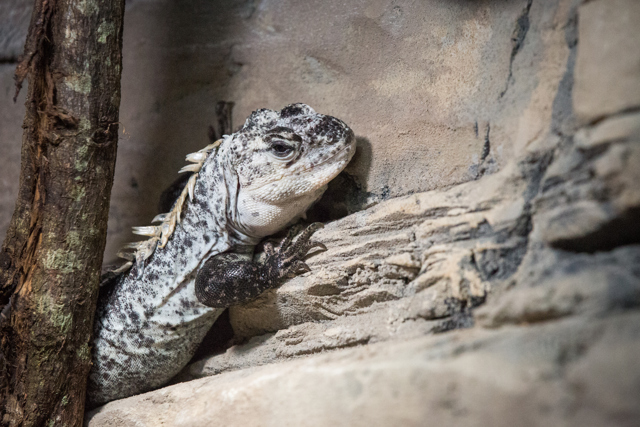 Utila spiny tailed iguana rests on dead wood