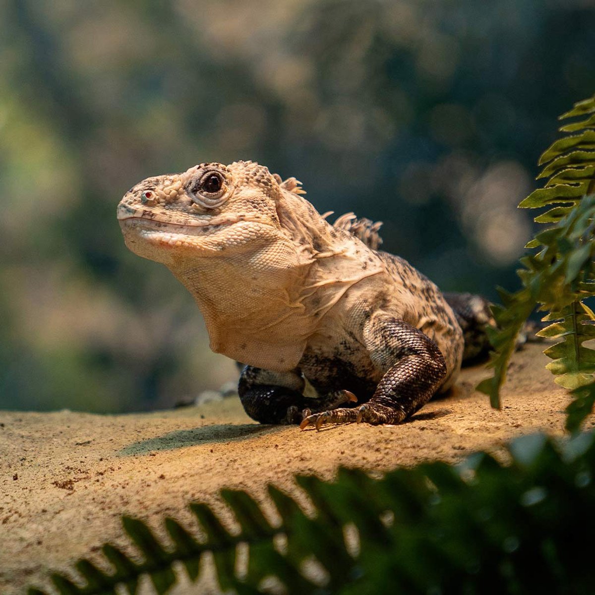 Image of kev the iguana in new enclosure web 1080x1080