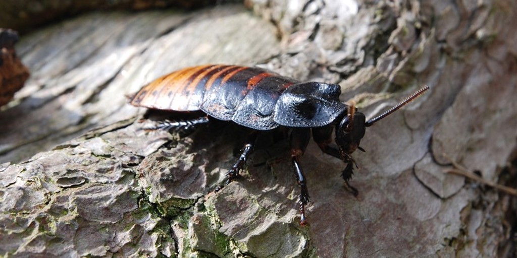 Image of madagascan hissing cockroach woburn safari park