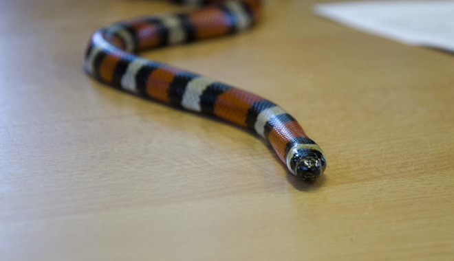 Image of milk snake 511