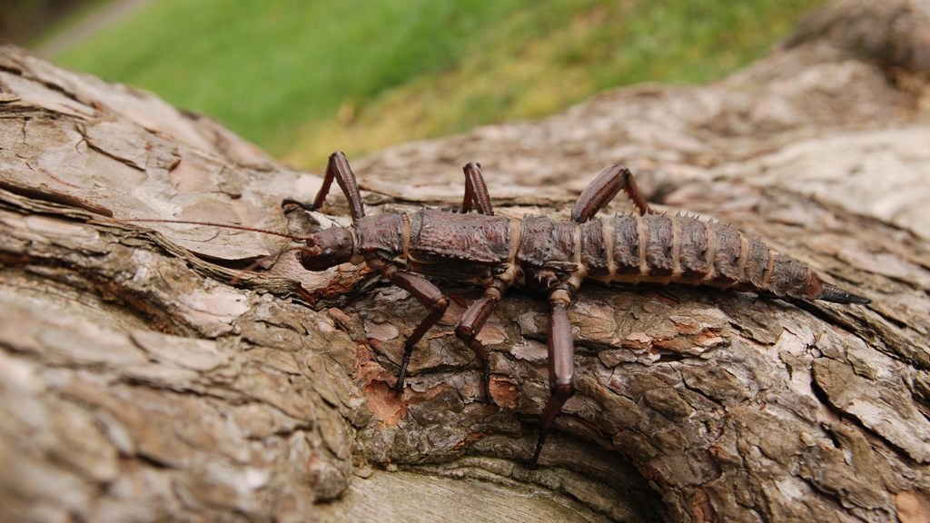 Image of sitck insect web 1920x1080 landscape