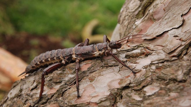 Image of stick insect 2 web landscape 1920x1080