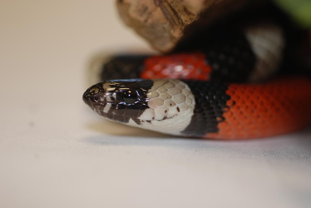 Image of woburn safari park milk snake