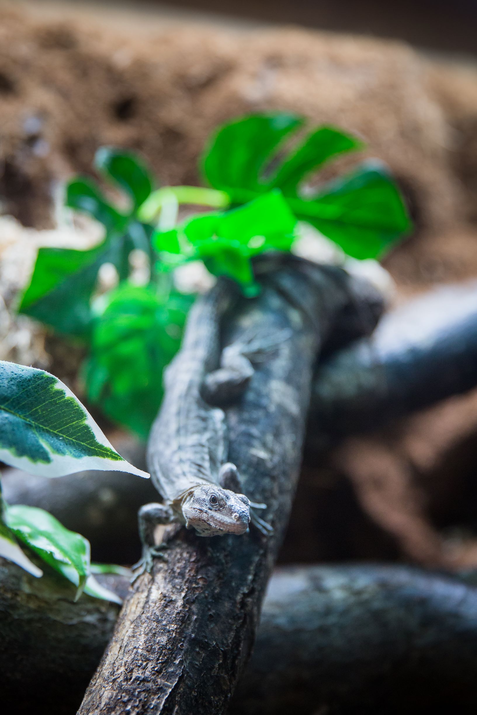 Image of young utila spiny tailed iguana