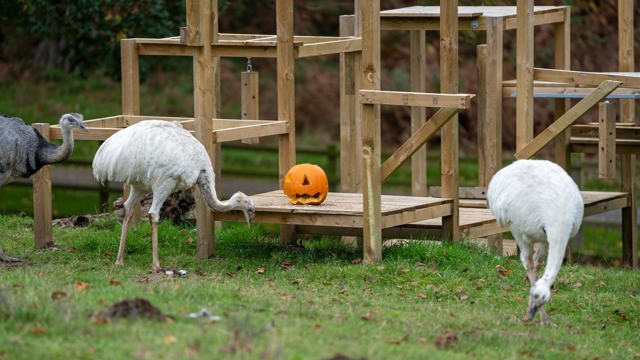 Image of rhea with pumpkin landscape 1920x1080