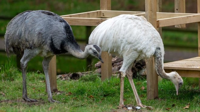 Image of two rhea web landscape 1920x1080