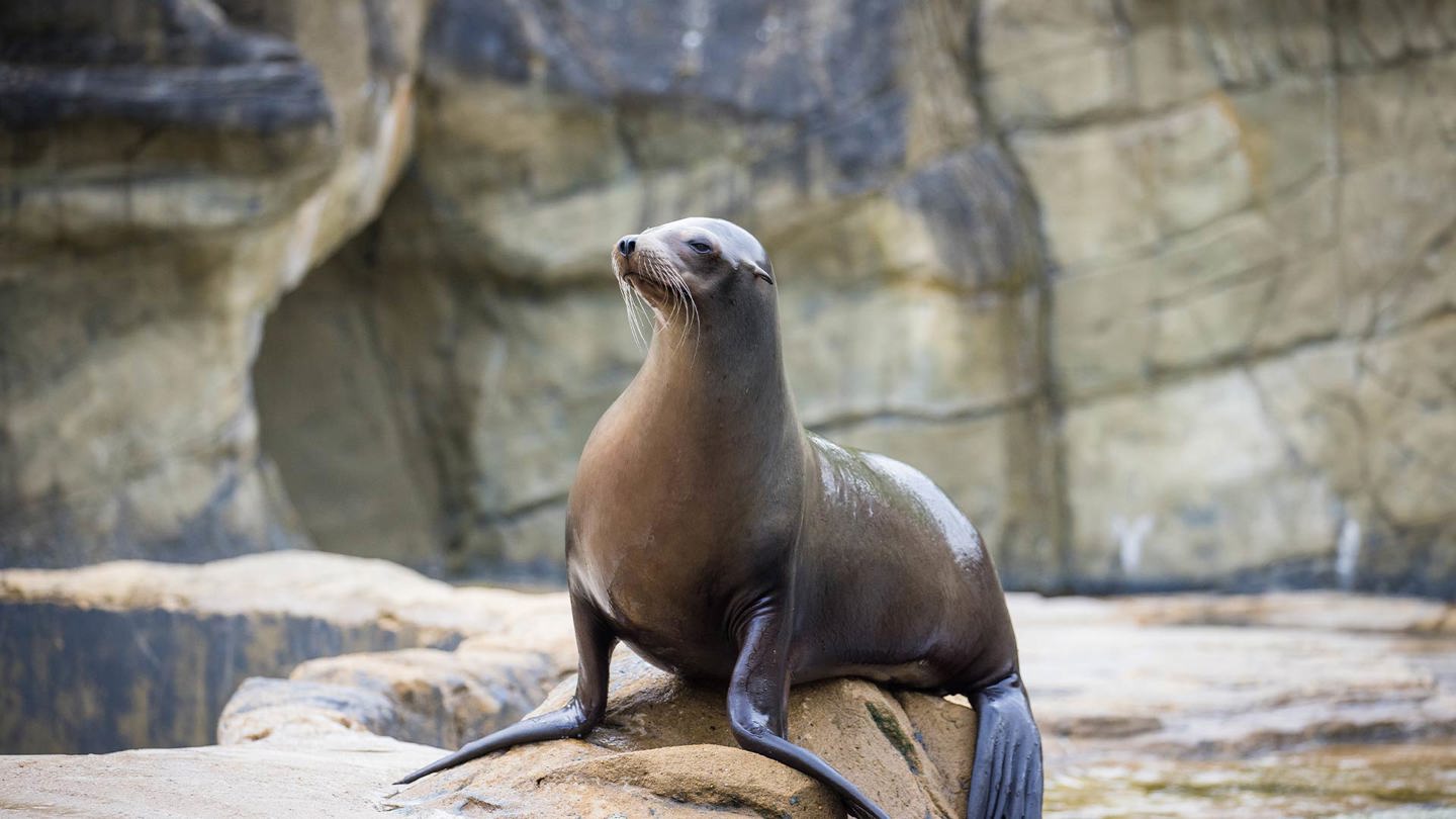 Image of sea lion on rock cropped for web landscape 1920x1080