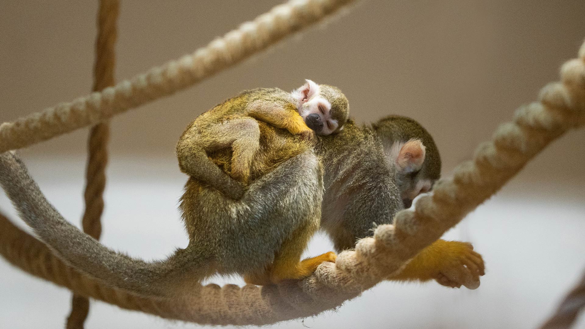 Baby squirrel monkey asleep on mums back 