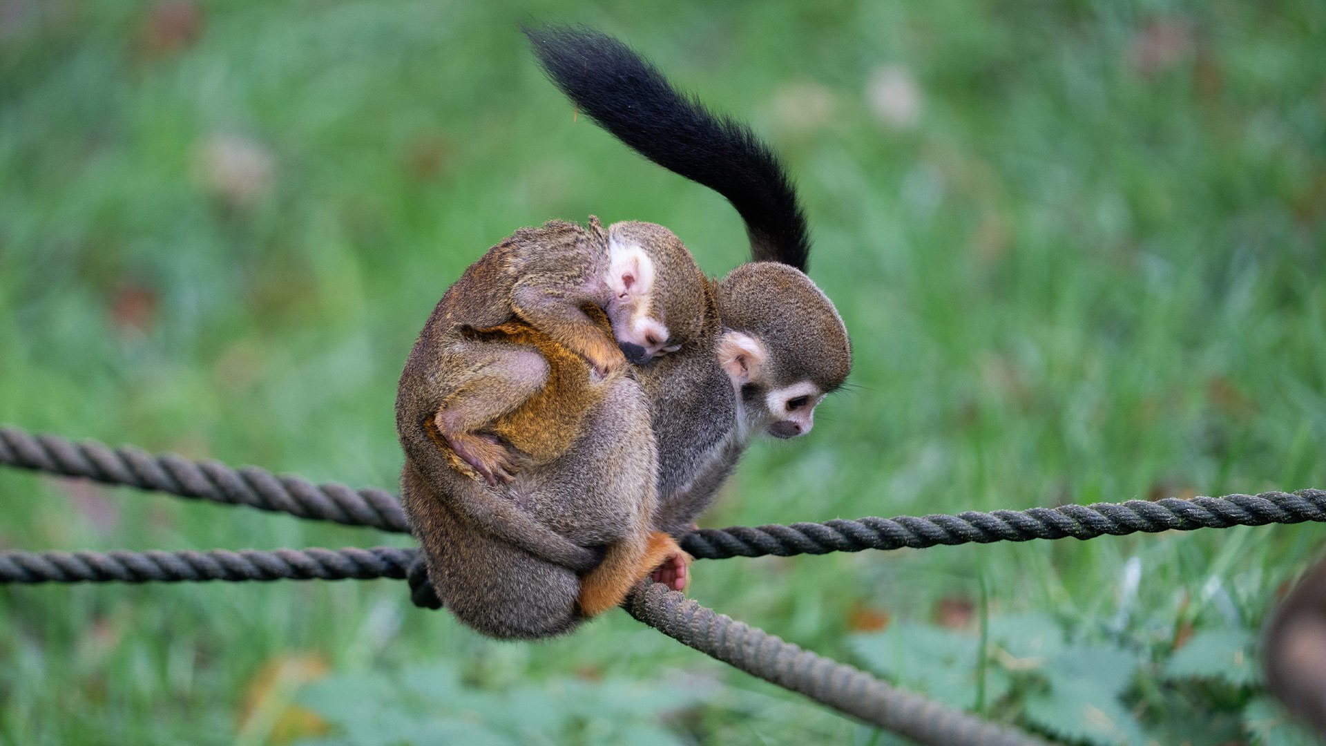 Newest baby squirrel monkey on mum's back