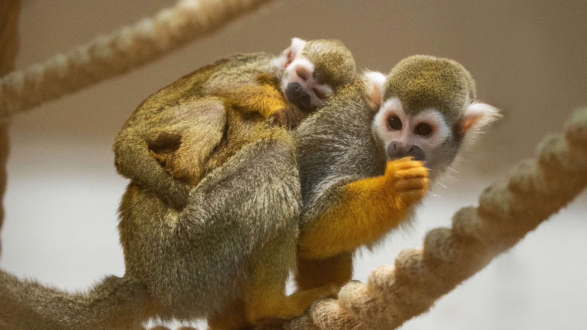 Mum and baby in monkey house 