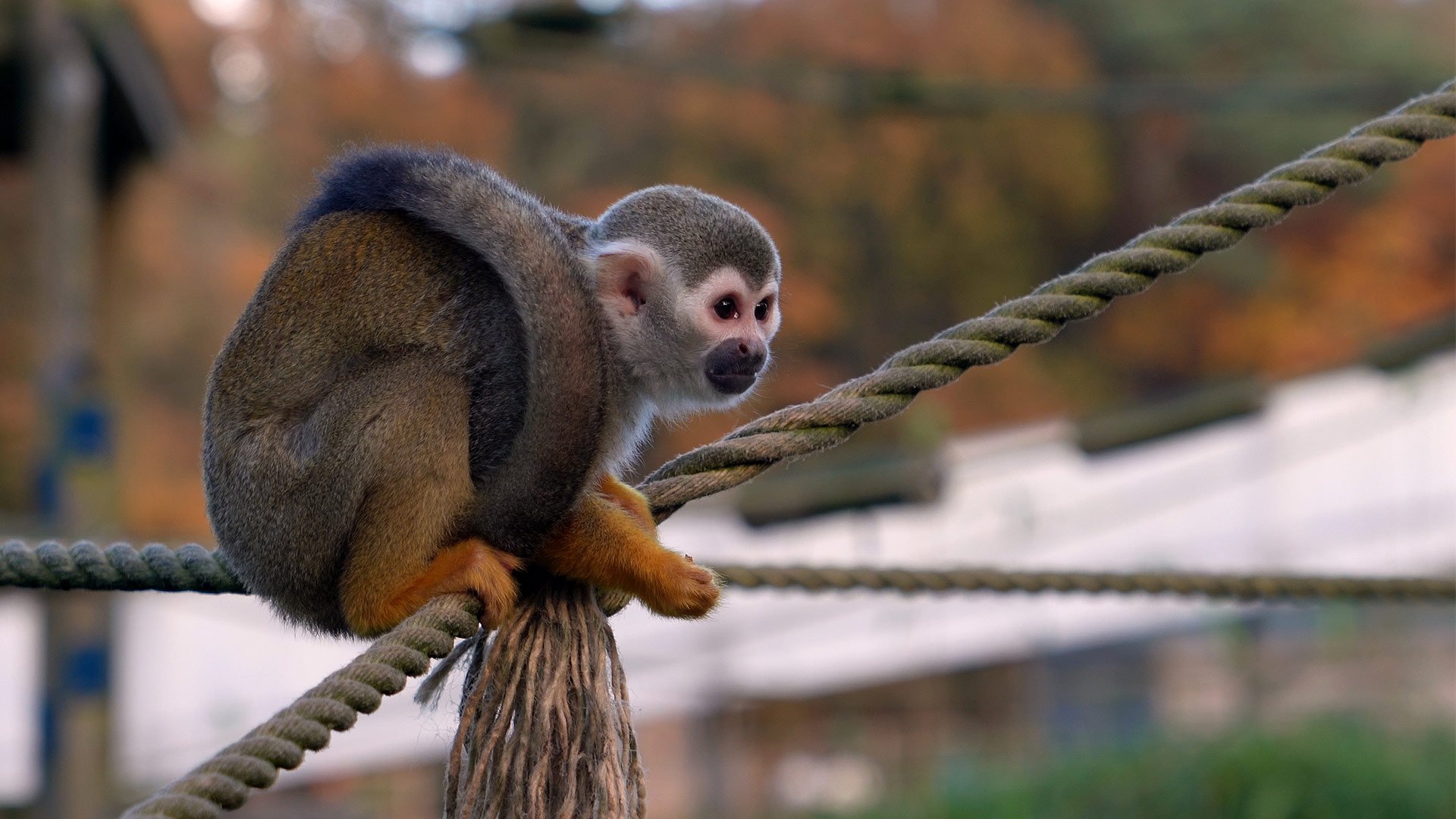 Murphy on rope in Monkey Mayhem