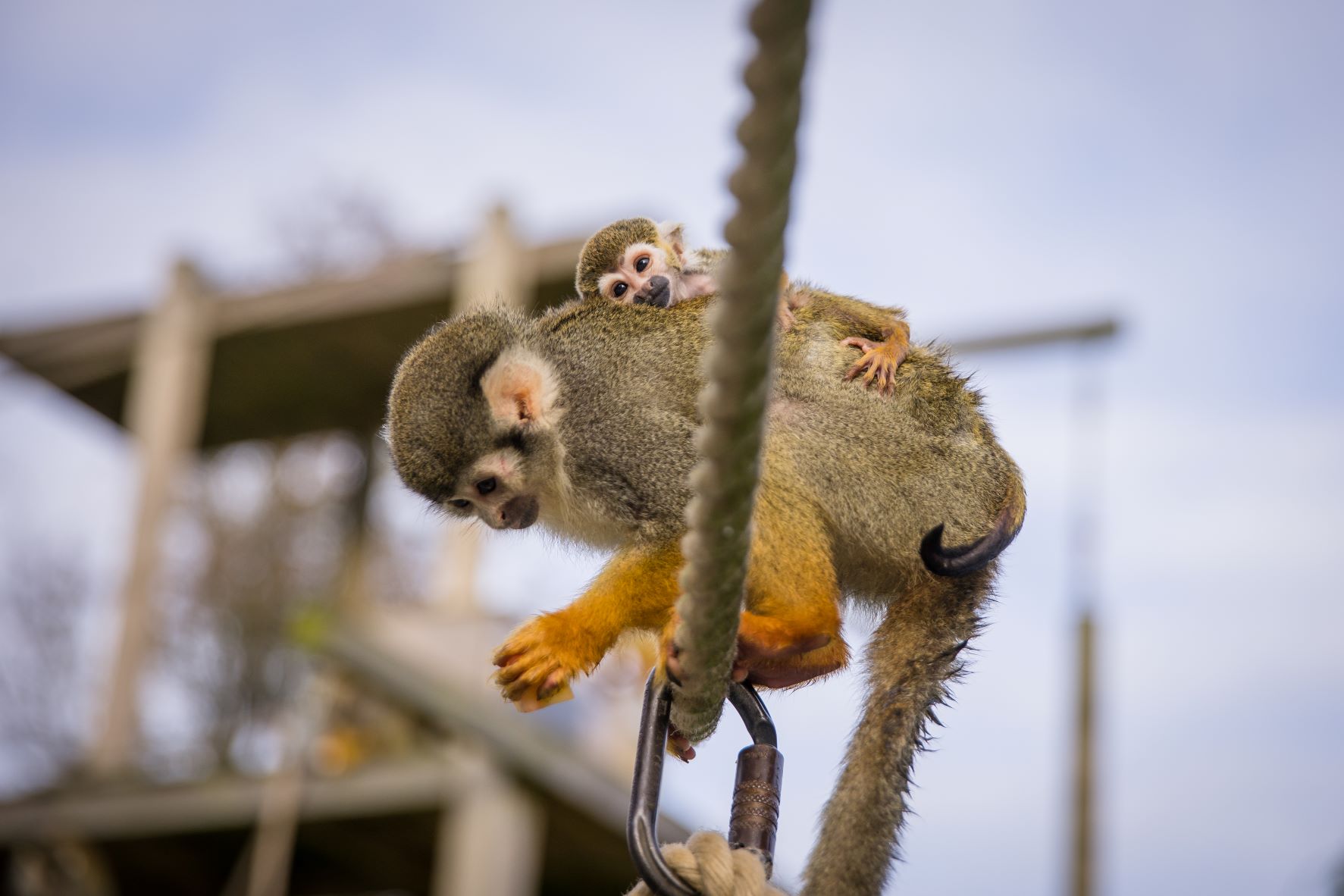 Squirrel monkey and baby at Woburn Safari Park.jpg