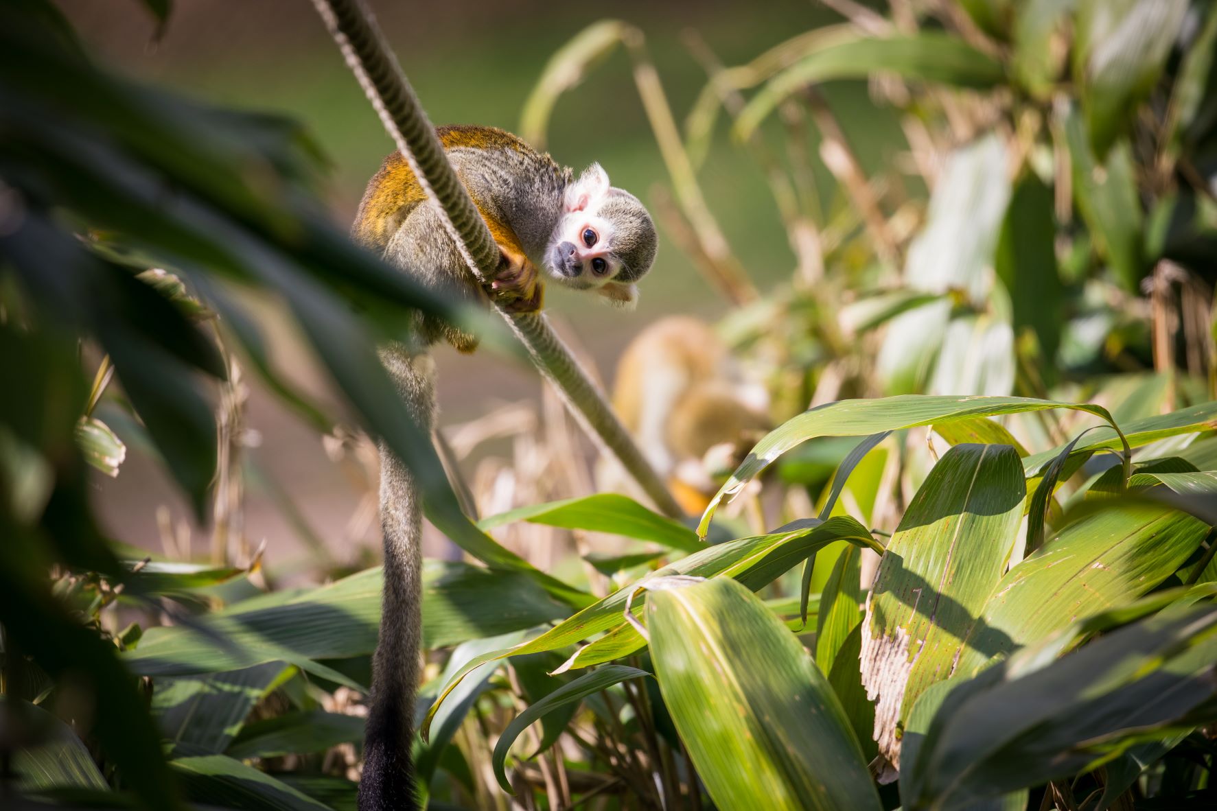 Squirrel monkey at Bedfordshire's Woburn Safari Park.jpg