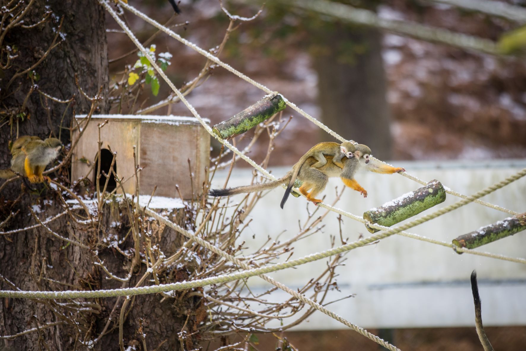 Squirrel monkey baby on a snow day at Woburn Safari Park.jpg