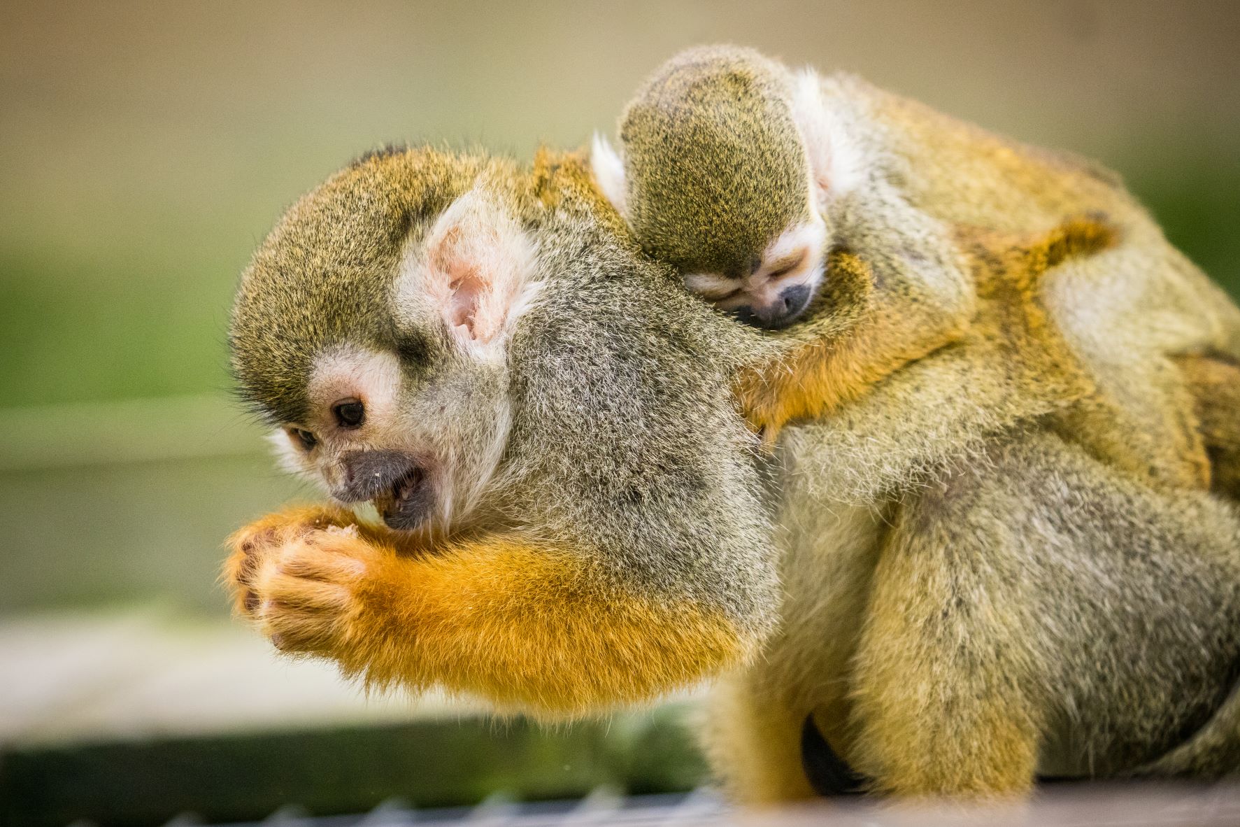 Squirrel monkey baby sleeps on mothers back.jpg