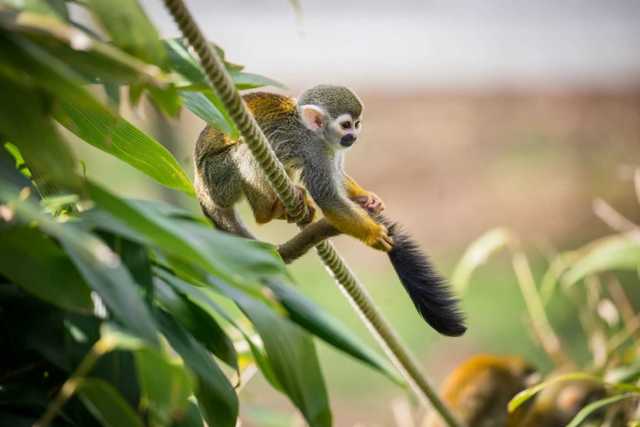 Squirrel Monkey holds tail while perched on suspended rope in trees