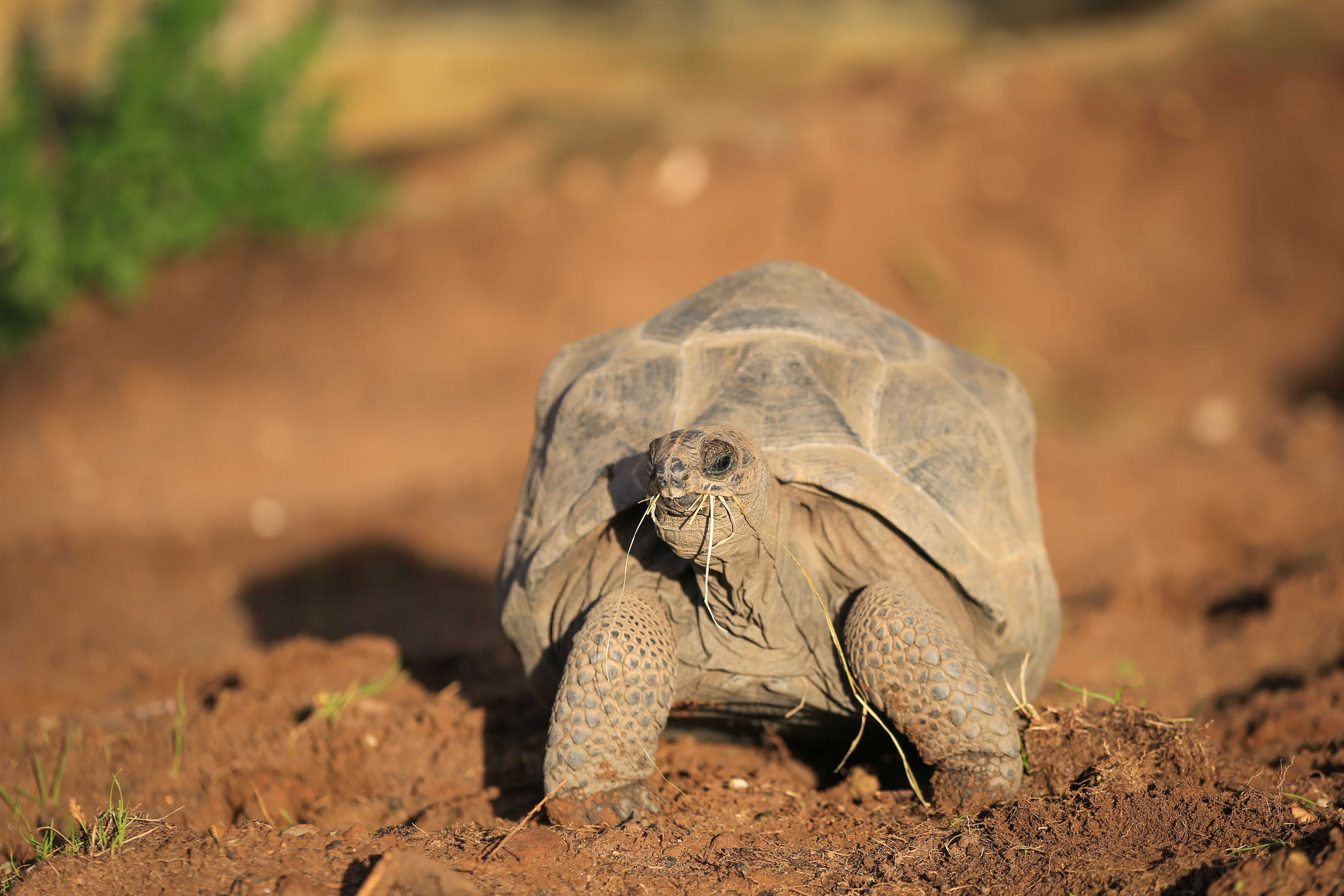 Aldabra Tortoise at Woburn Safari Park.jpg