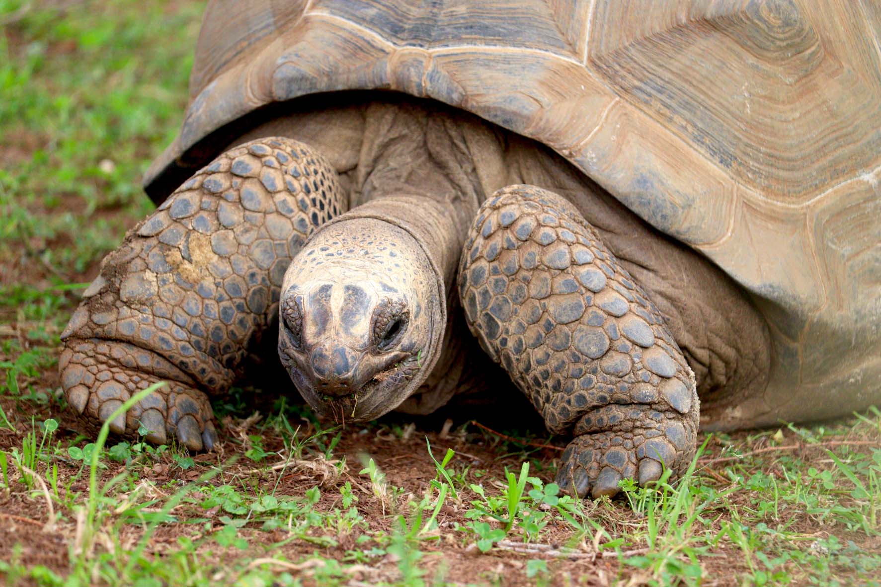 Aldbara Tortoise Close Up 2 Resized jpg.jpg