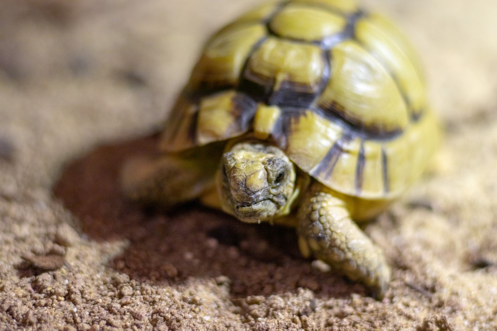 Egyptian sales tortoise pet