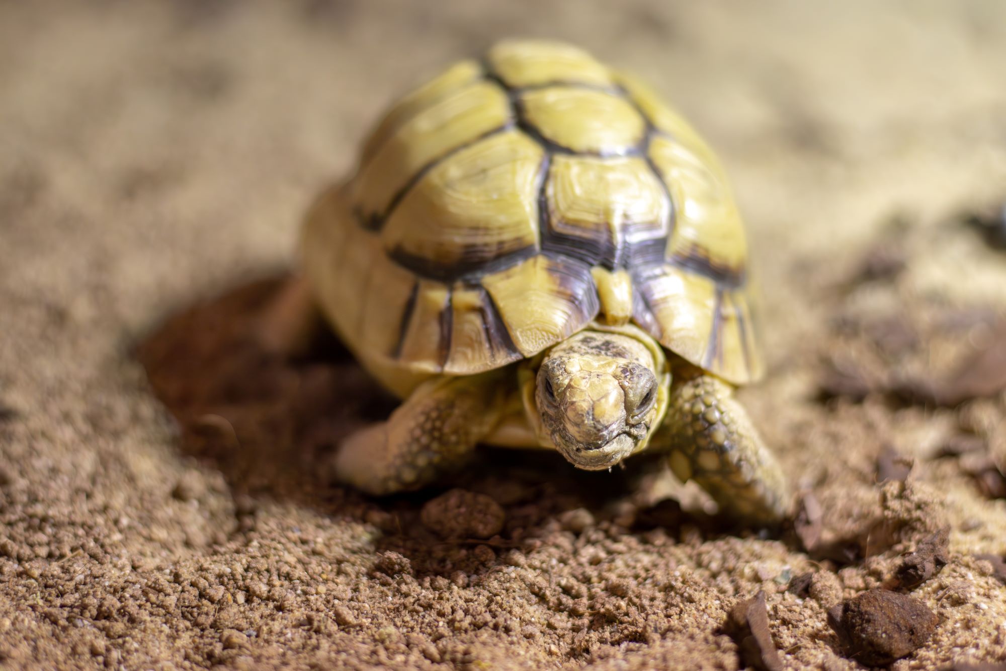 Egyptian Tortoise | Woburn Safari Park