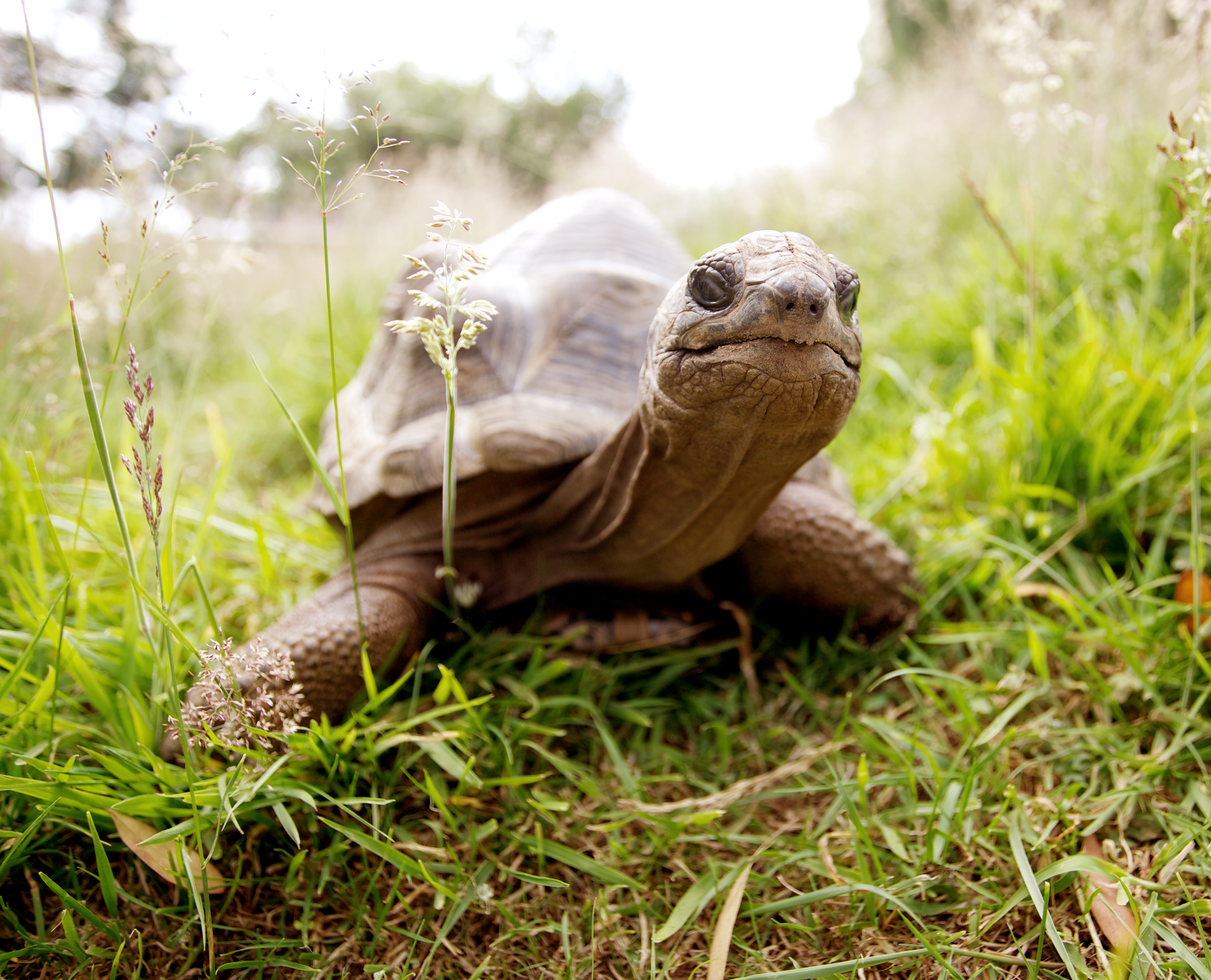 page 11 Aldabra tortoise.jpg