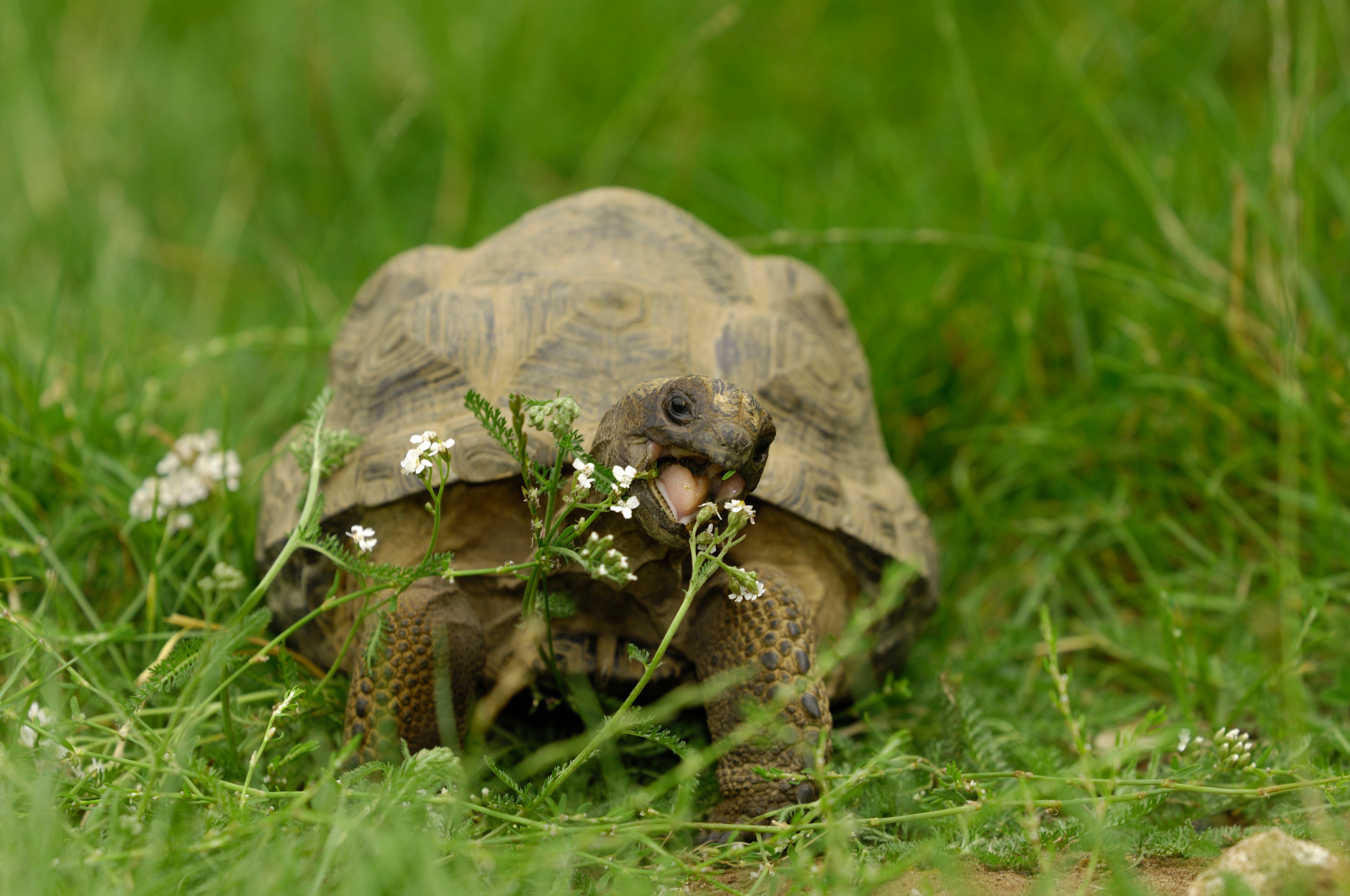 Walking Safari | Woburn Safari Park