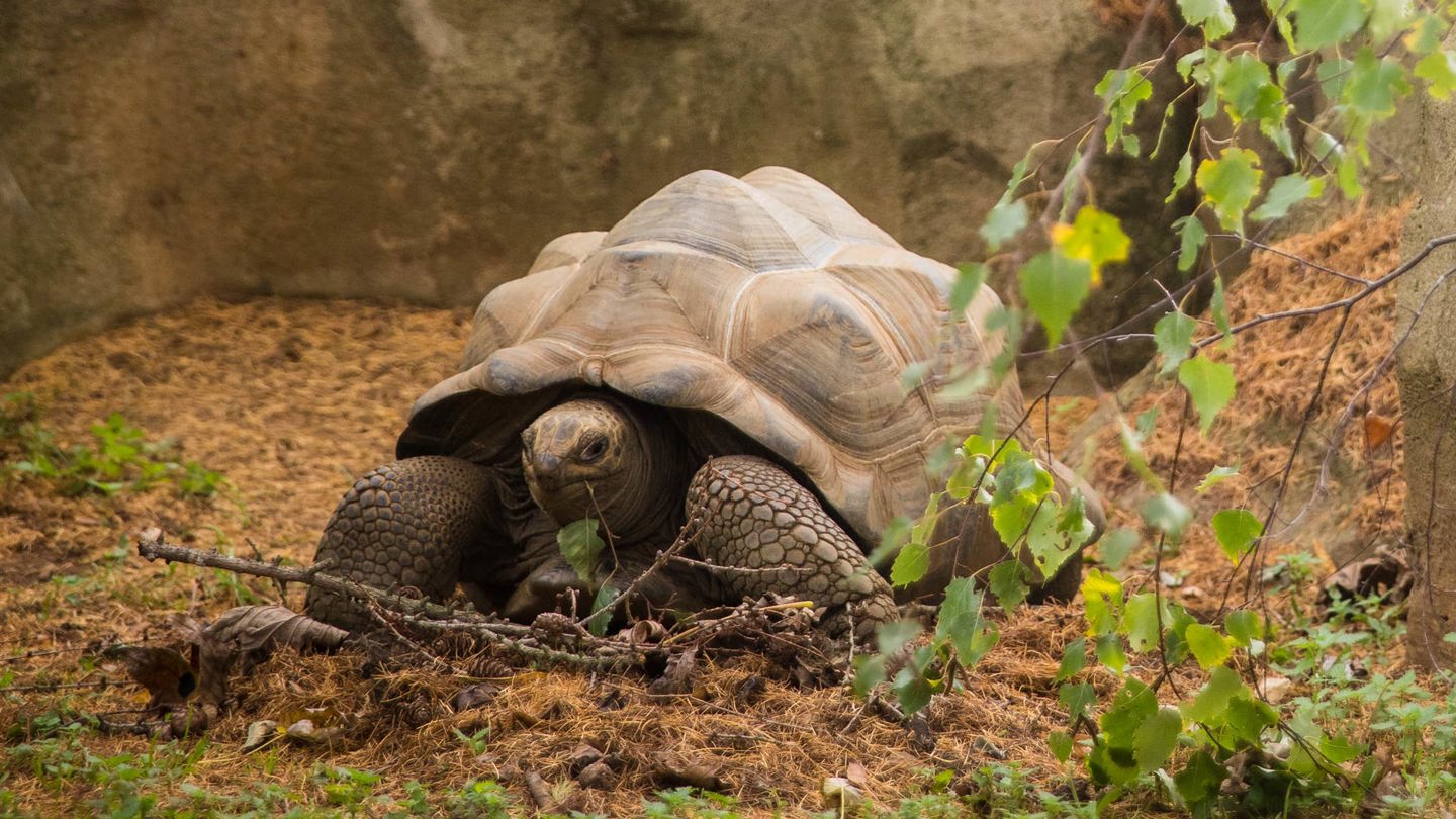 Image of wsp aldabra tortoise nov22 landscape web 1920x1080